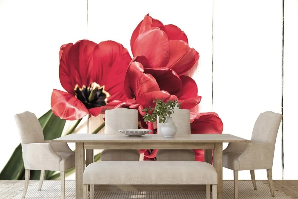 Fototapeta rozkvitnuté červené tulipány - 300x200