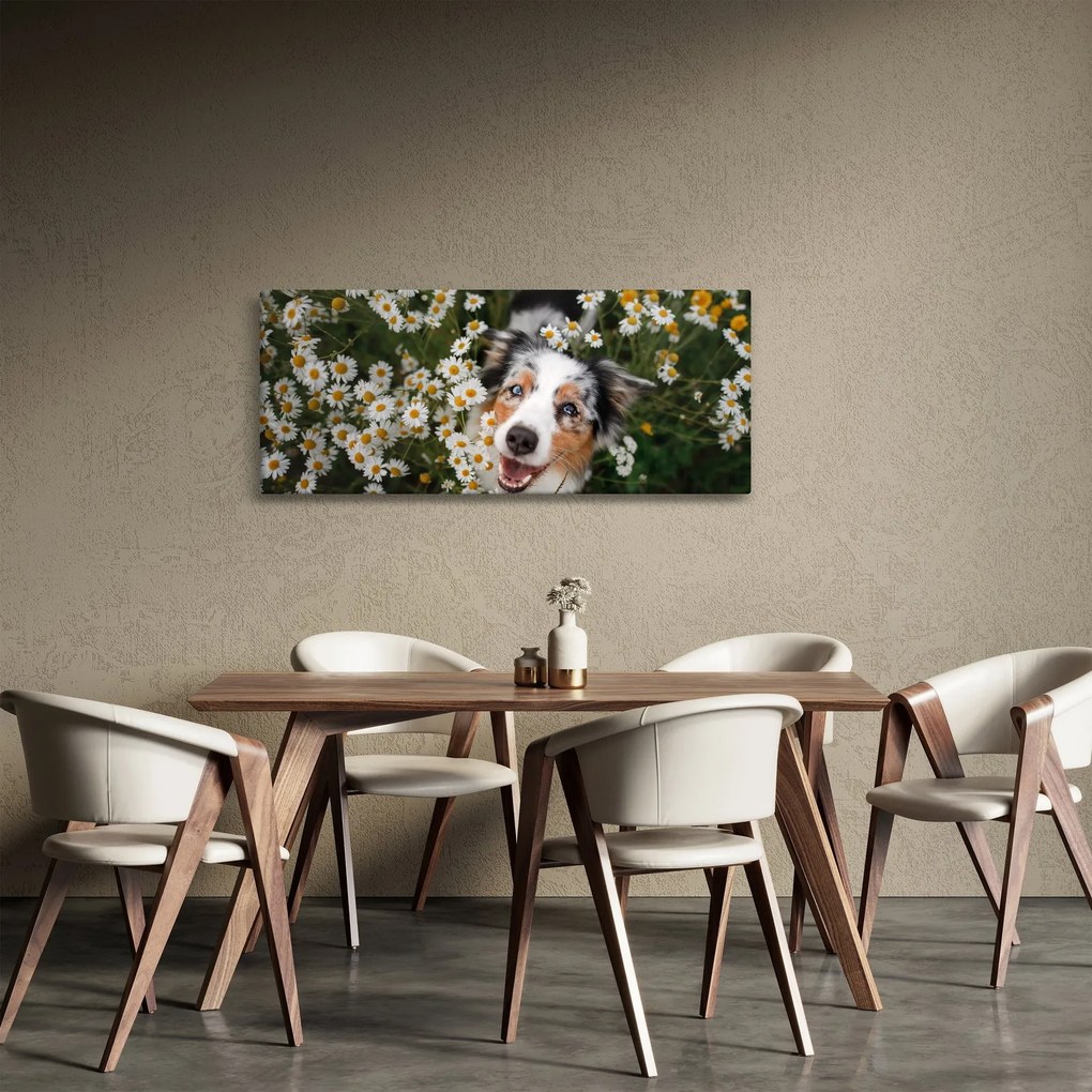 Obraz - Austrálsky ovčiak (120x50 cm)