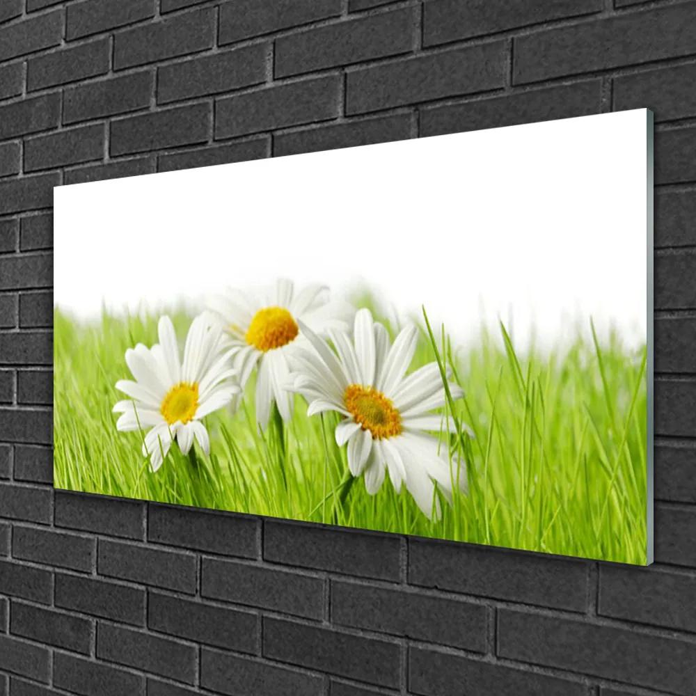 Skleneny obraz Sedmokráska kvety rastlina 125x50 cm
