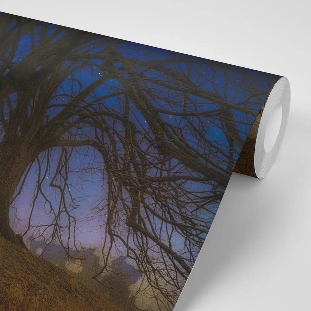 Samolepiaca tapeta stromy v nočnej krajine - 150x100
