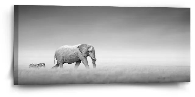 Sablio Obraz Slon a zebra - 110x50 cm