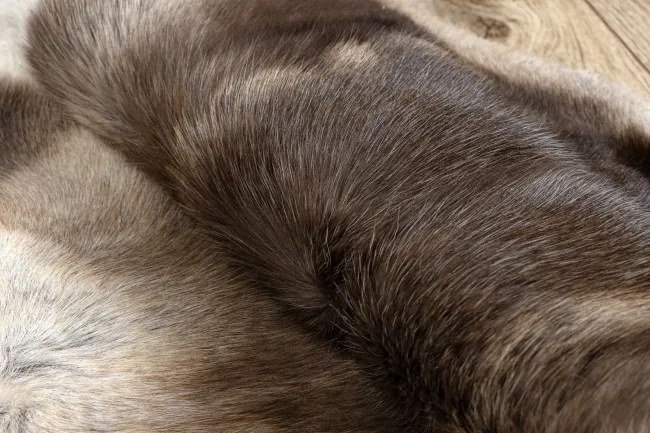 Koberec RENIFER POK008 hnedý / béžový