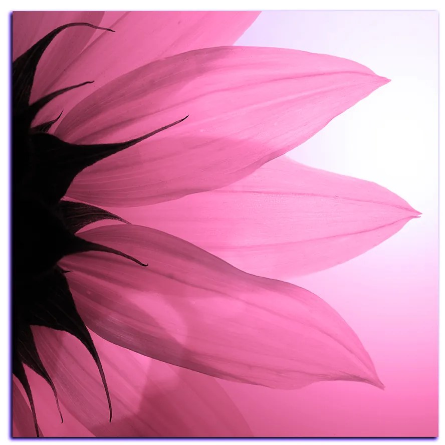 Obraz na plátne - Slnečnica kvet - štvorec 3201VA (80x80 cm)