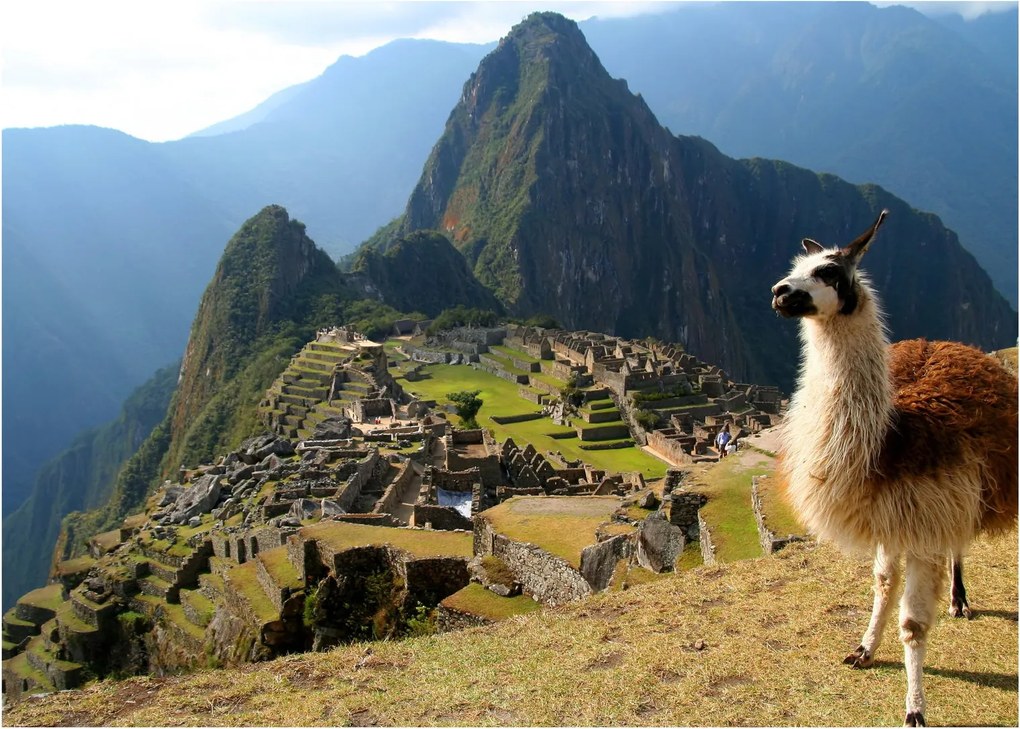 Obrázok - Lama a Machu Picchu (70x50 cm)