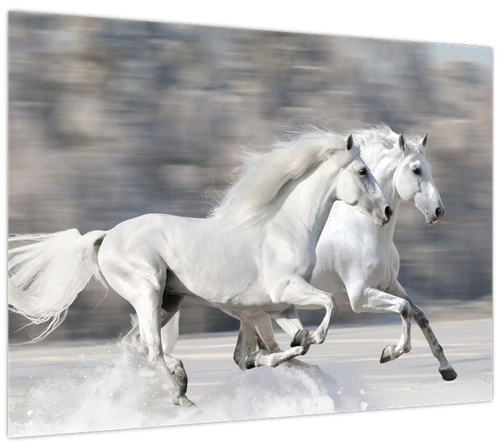 Obraz - Biele kone v zime (70x50 cm)