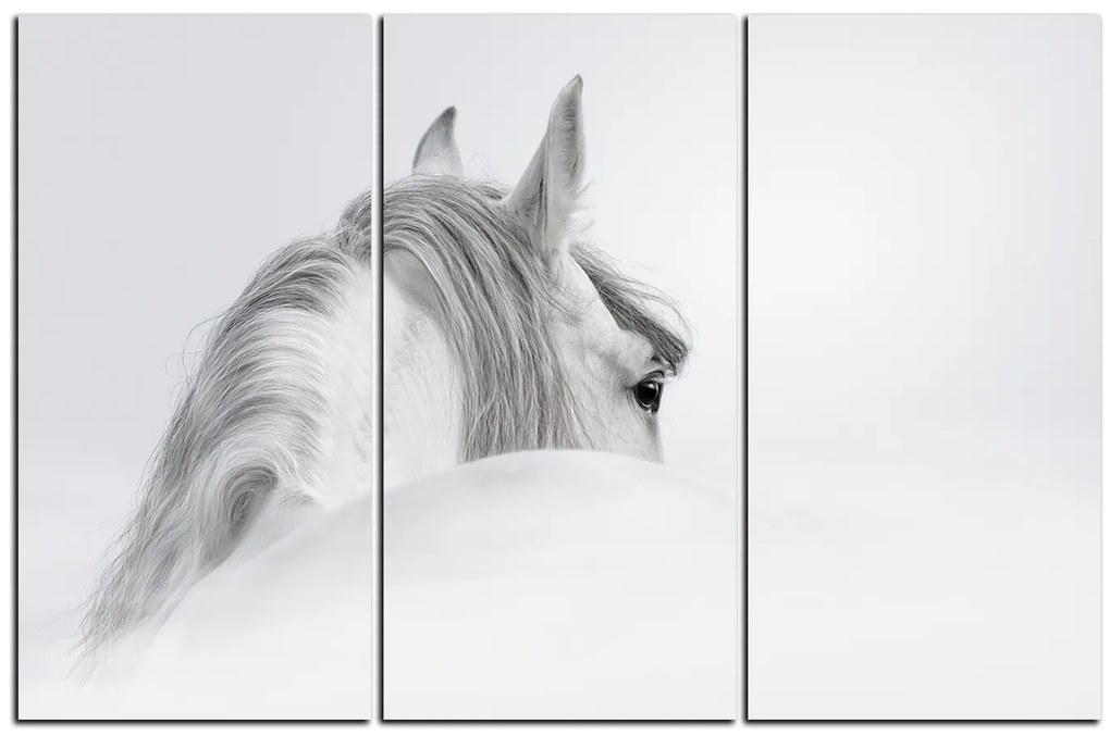 Obraz na plátne - Andalúzsky kôň v hmle 1219B (105x70 cm)