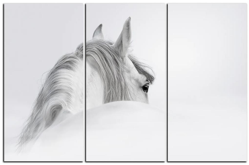 Obraz na plátne - Andalúzsky kôň v hmle 1219B (120x80 cm)