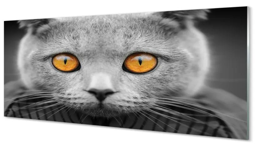 Obraz na akrylátovom skle Sivá britská mačka 120x60 cm