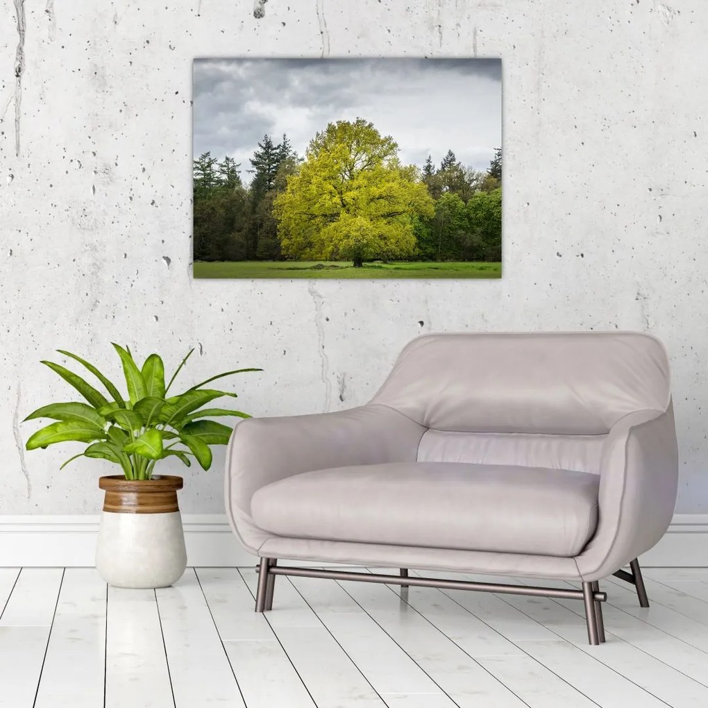 Sklenený obraz zeleného stromu uprostred poľa (70x50 cm)