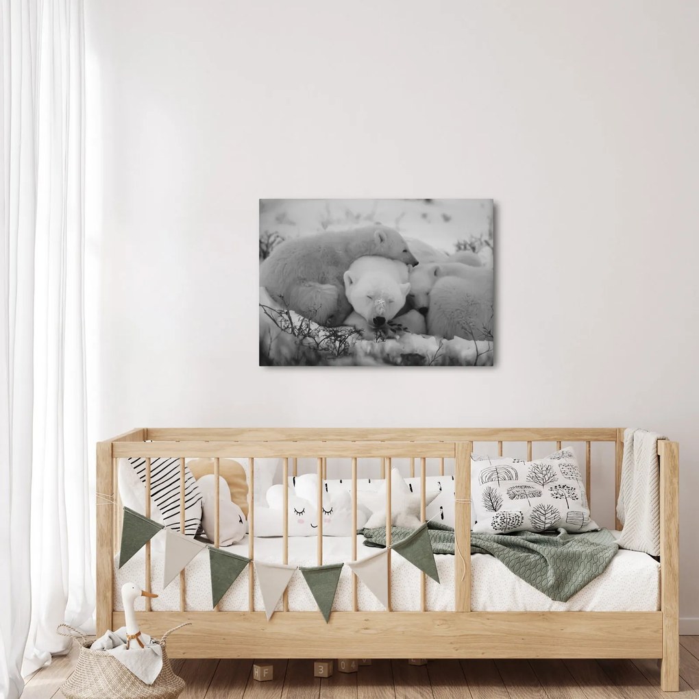 Obraz - Ľadové medvedíky, čiernobiela (70x50 cm)