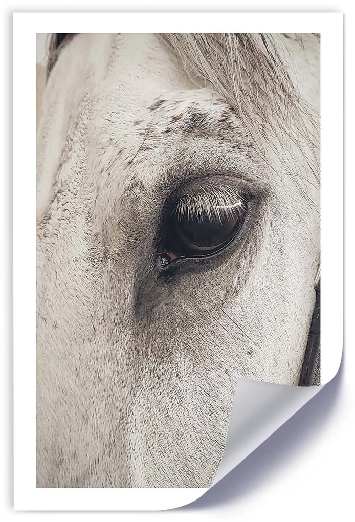 Gario Plagát Oko koňa v detailnom zábere Farba rámu: Bez rámu, Rozmery: 20 x 30 cm