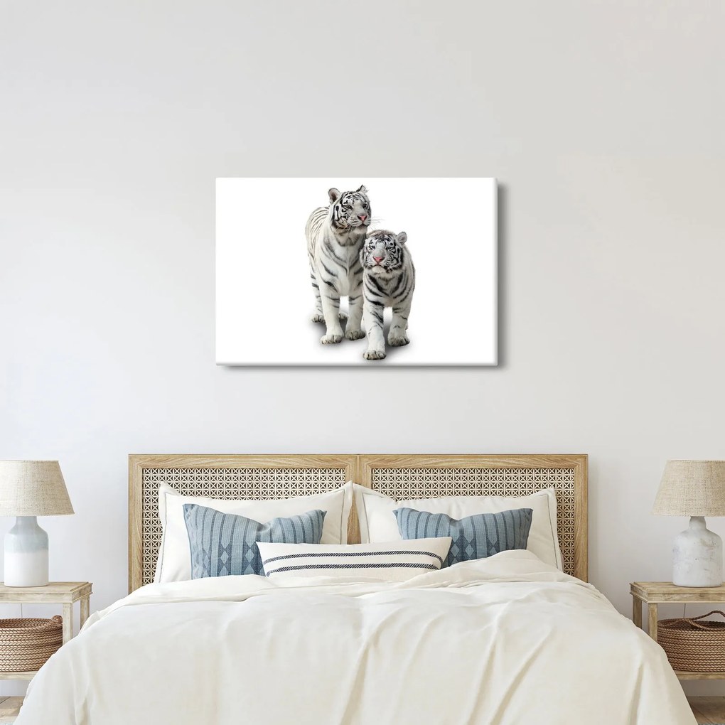 Obraz - Biely tiger (90x60 cm)