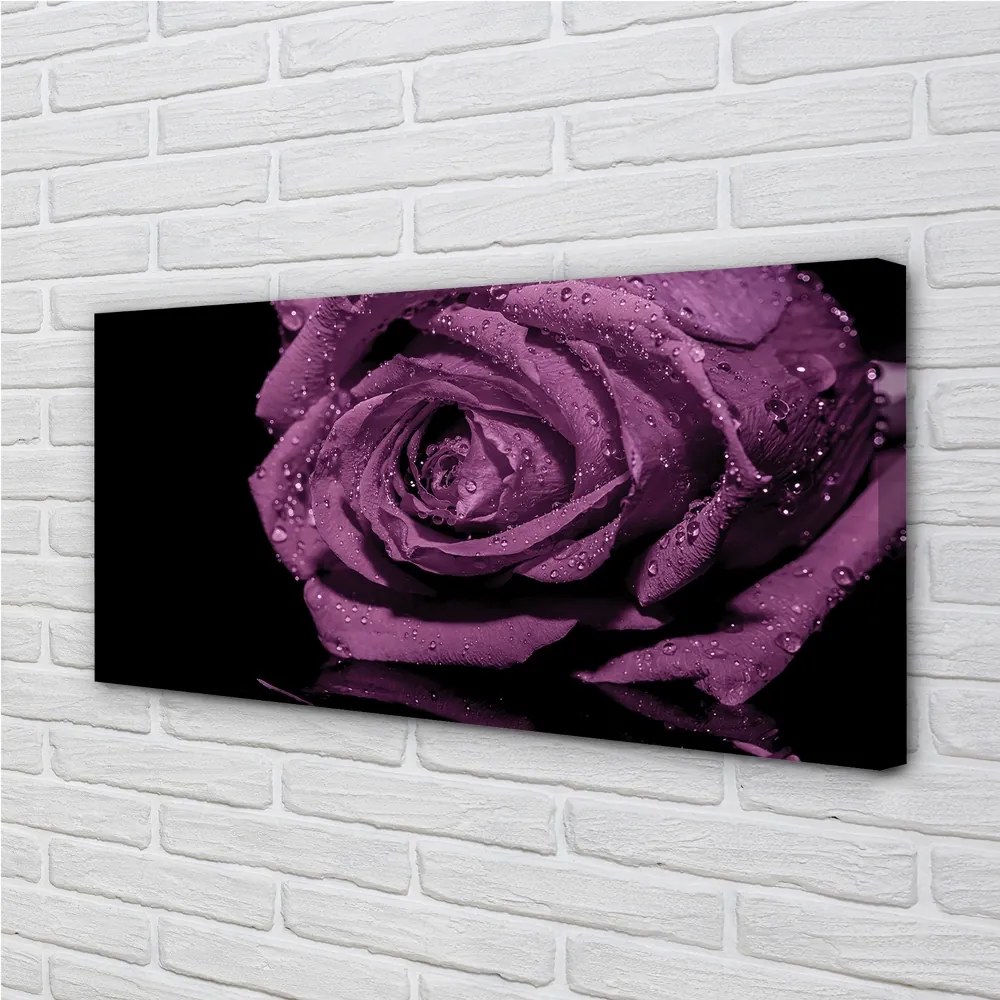 Obraz canvas purpurová ruža 100x50 cm