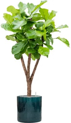 Ficus lyrata stem Pots. 34x160 cm