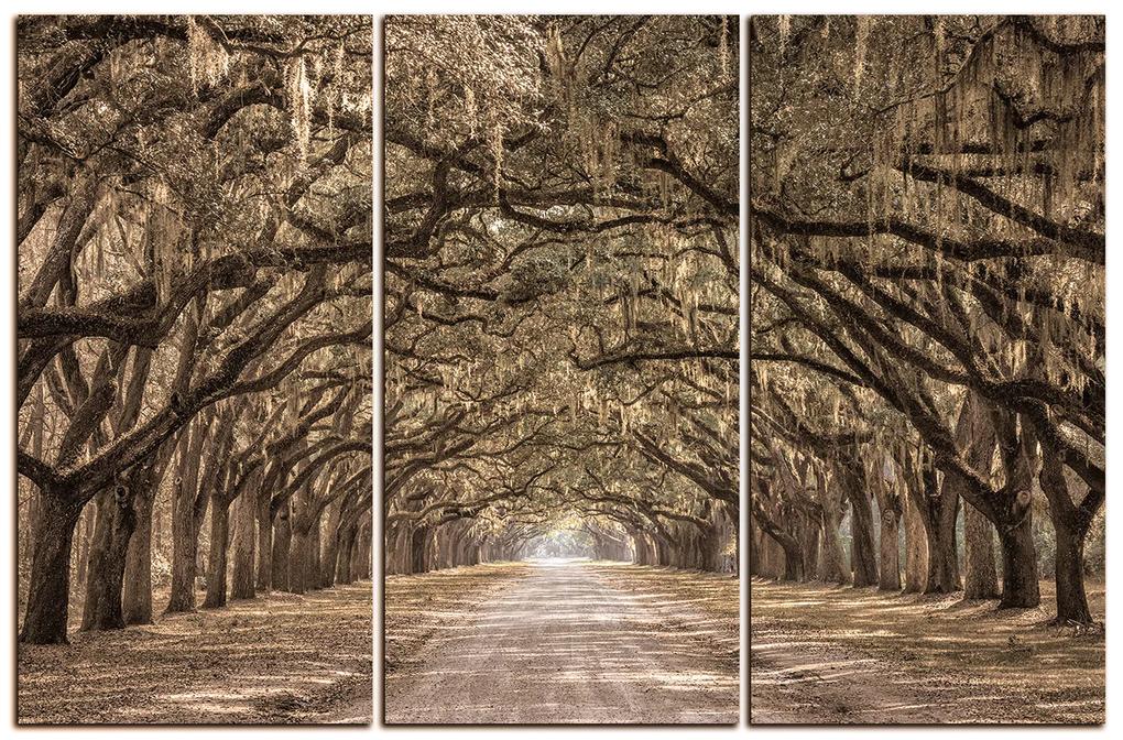 Obraz na plátne - Historické dubové stromy lemované poľnou cestou 1239FB (105x70 cm)