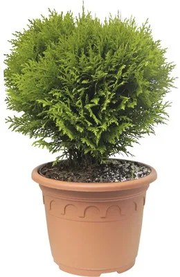 Tuja, tuja západná guľa FloraSelf Thuja occidentalis „Danica“ 30-40 cm kvetináč 8 l