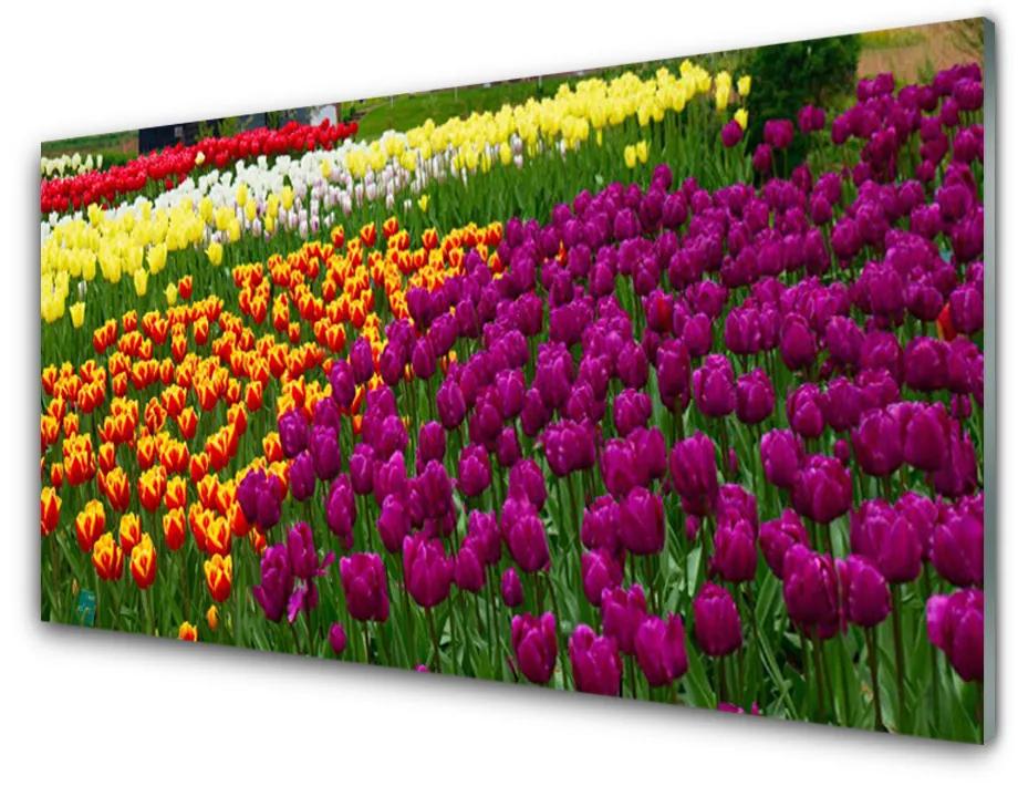 Obraz na akrylátovom skle Tulipány kvety 100x50 cm