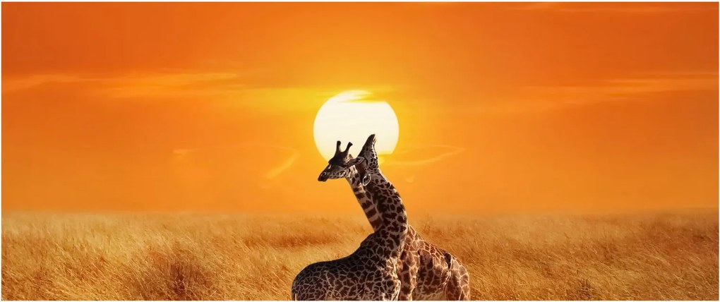 Obraz - Žirafy v národnom parku Serengeti (120x50 cm)