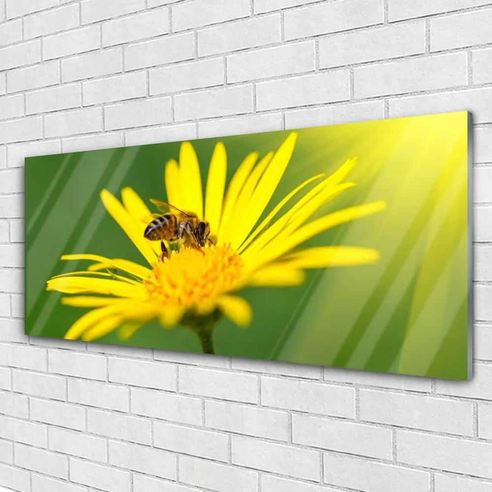 Obraz plexi Osa kvet rastlina príroda 125x50 cm