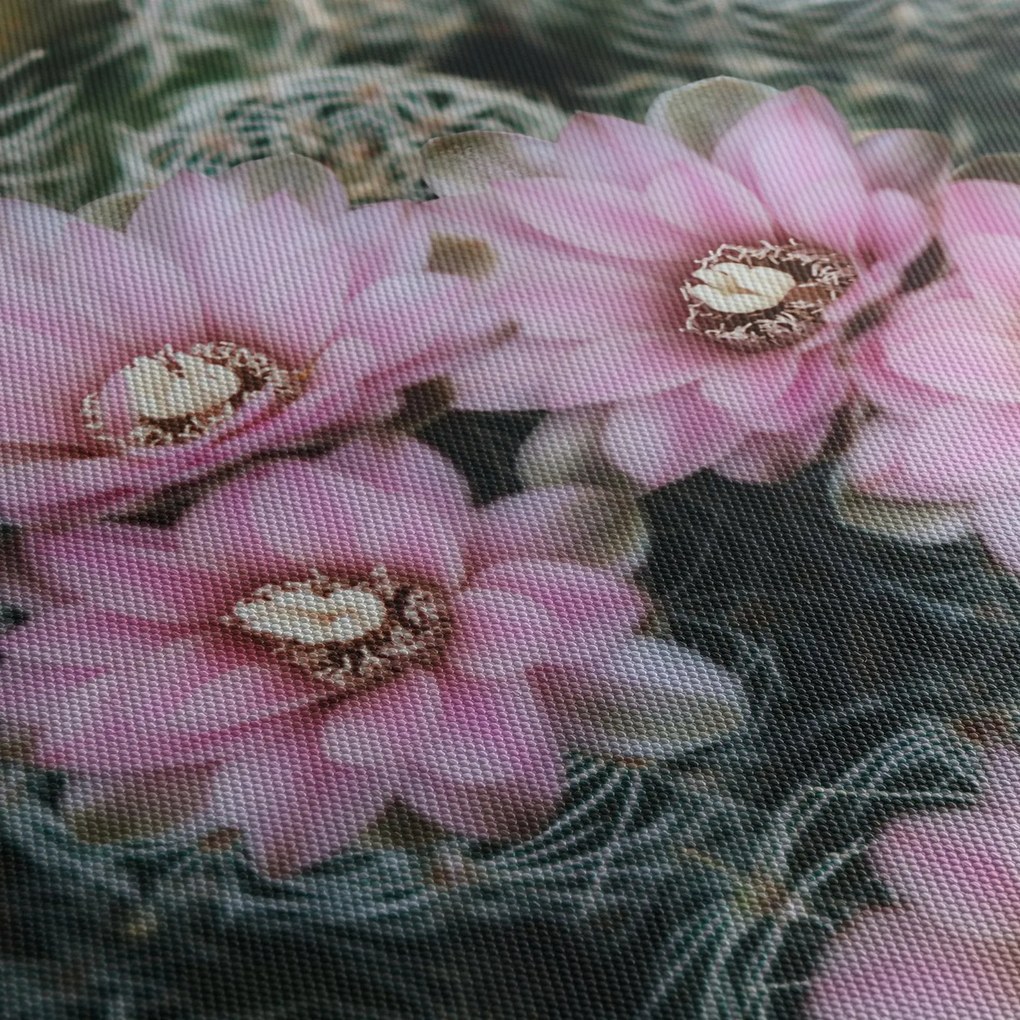 Obraz kvet kaktusu (150x105 cm)