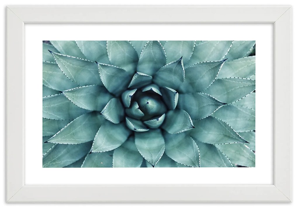 Gario Plagát Modré listy agáve Farba rámu: Bez rámu, Rozmery: 60 x 40 cm