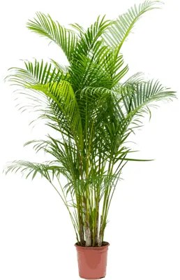 Areca Dypsis lutescens 24x160 cm