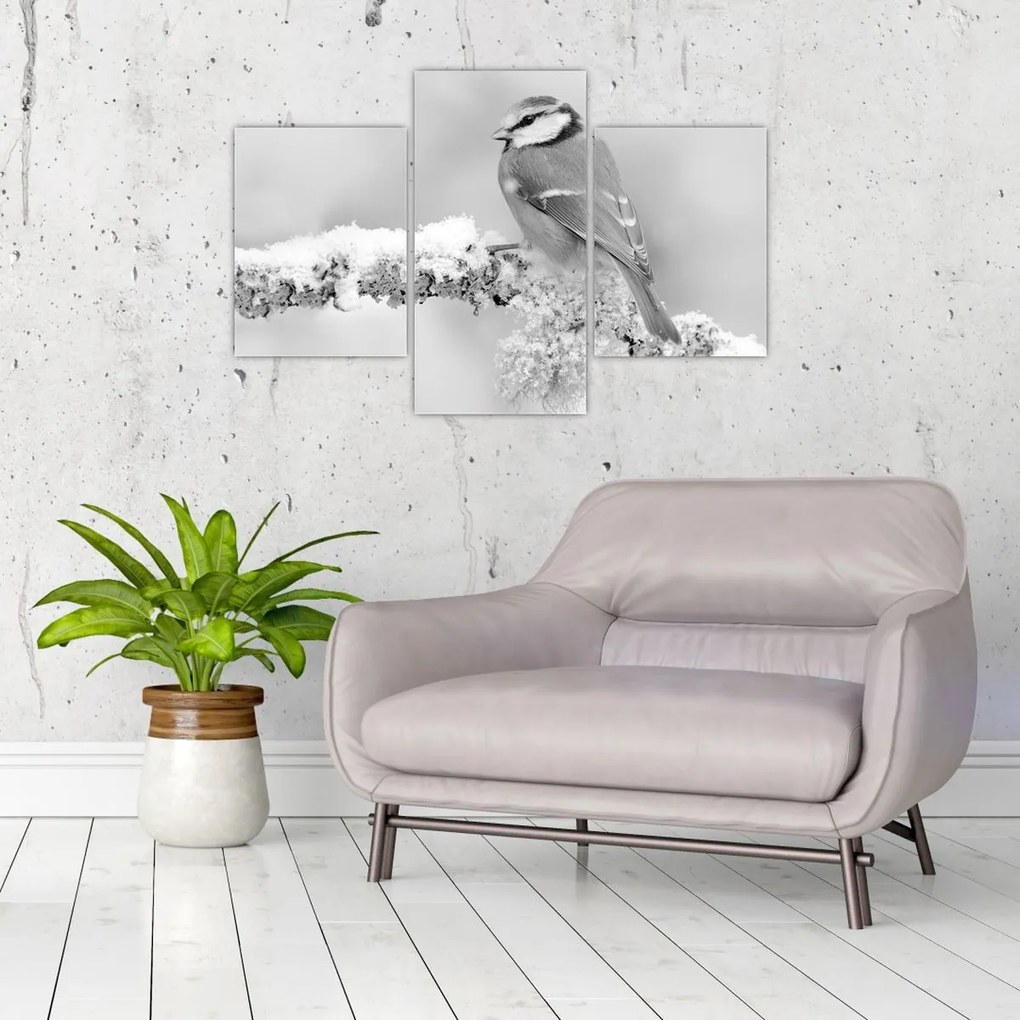 Obraz - Vtáčik na vetve (90x60 cm)