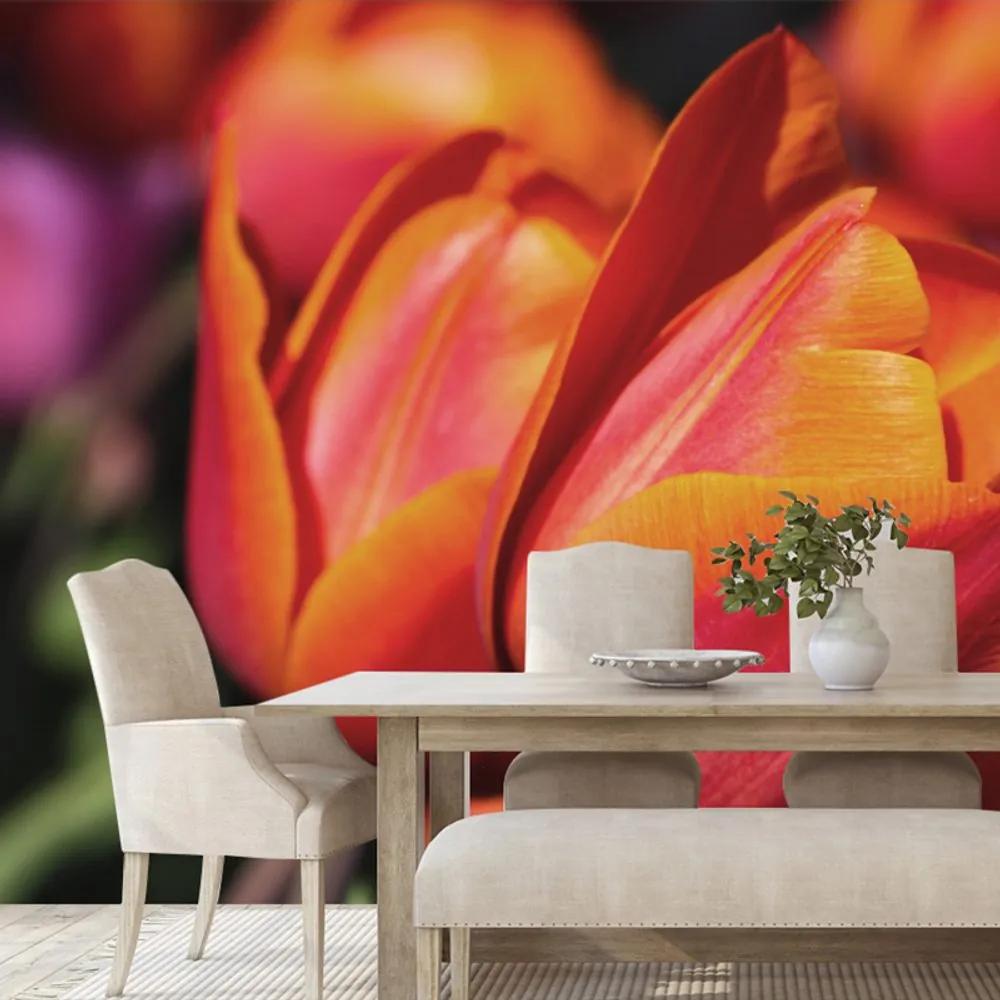 Nádherná samolepiaca tapeta červené tulipány