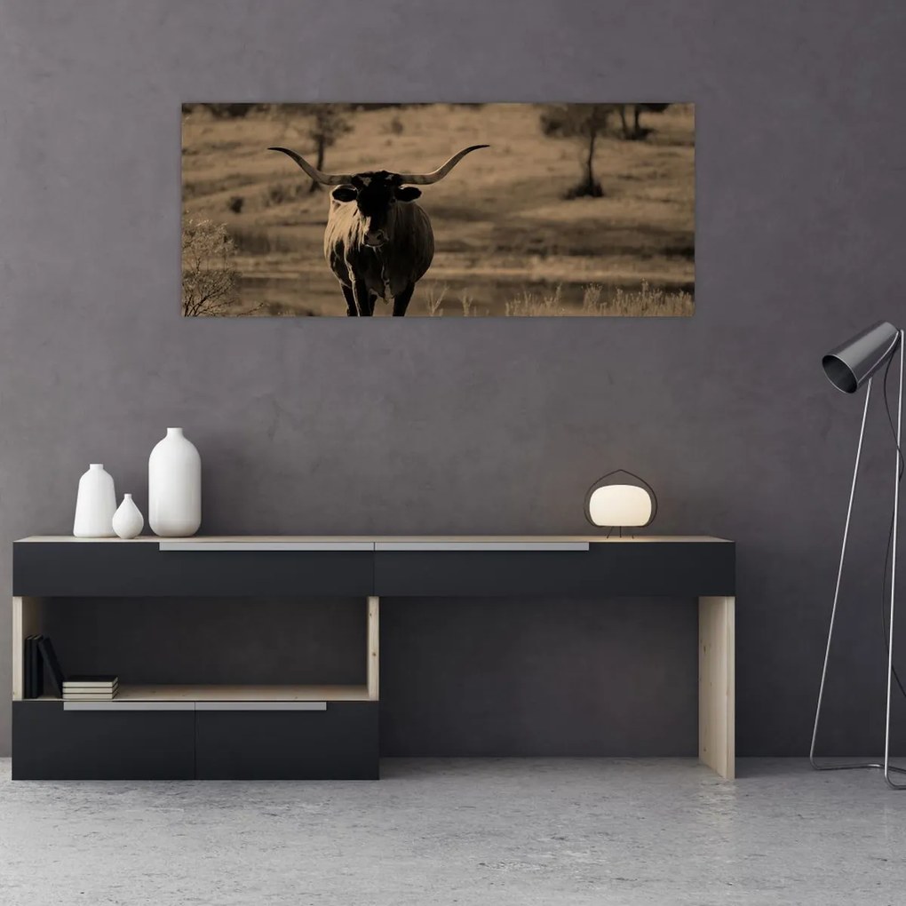 Obraz - Texaská krava (120x50 cm)