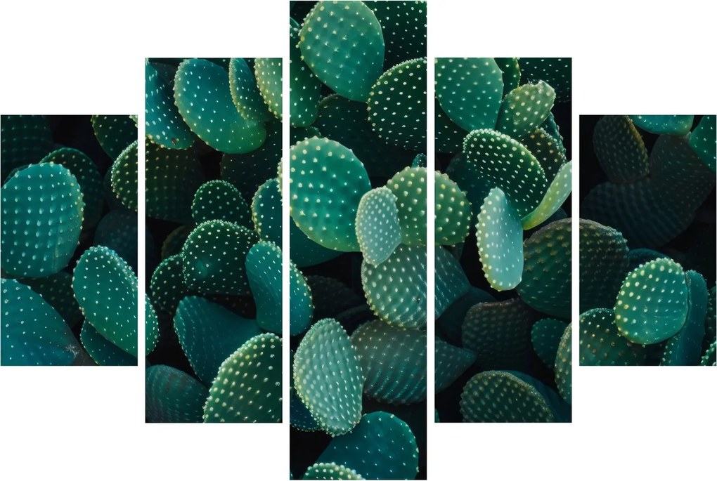 Obraz - Opuncie (150x105 cm)