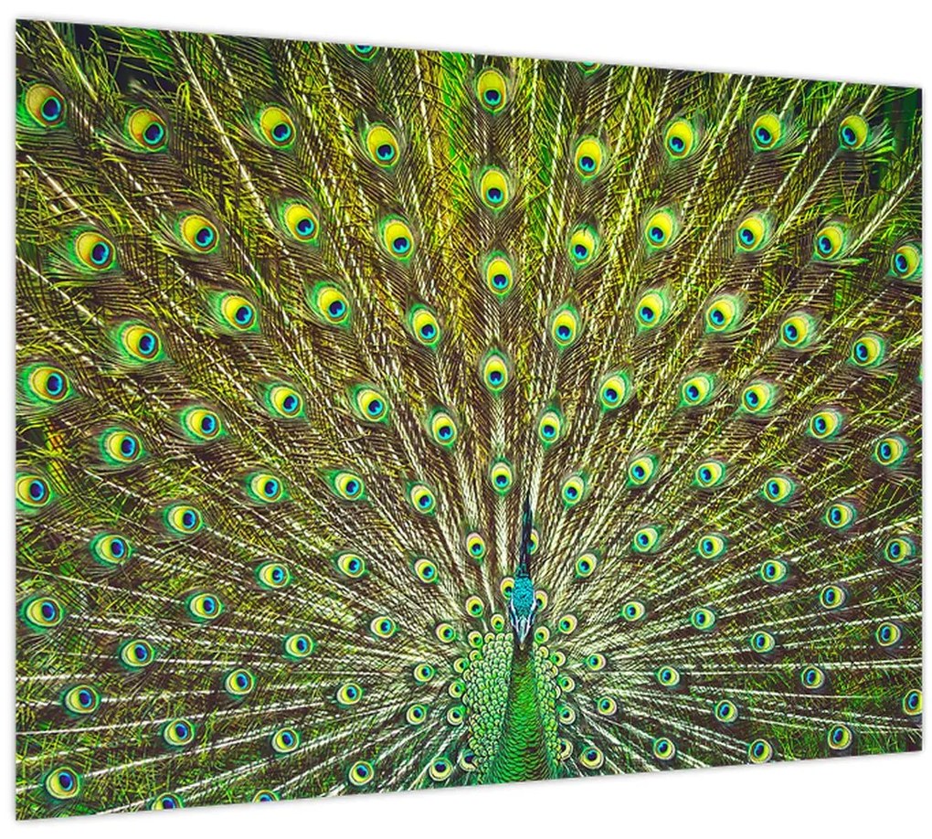Obraz - Páv (70x50 cm)