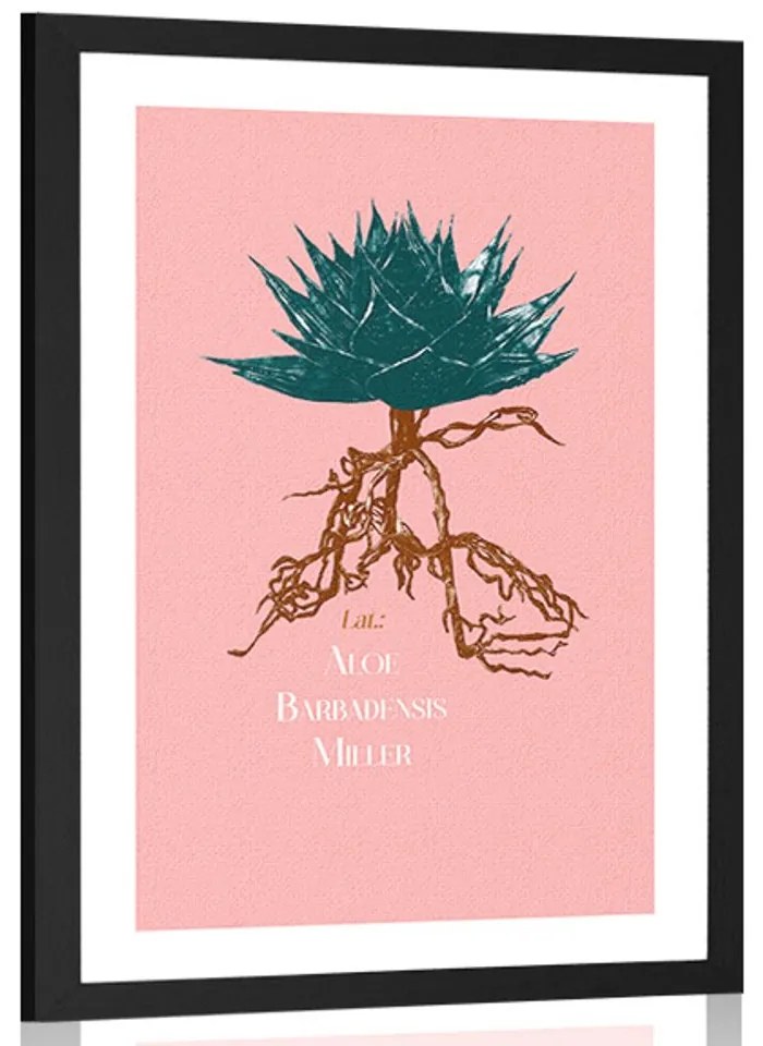 Plagát s paspartou a nápisom Aloe Barbadensis Miller - 30x45 black