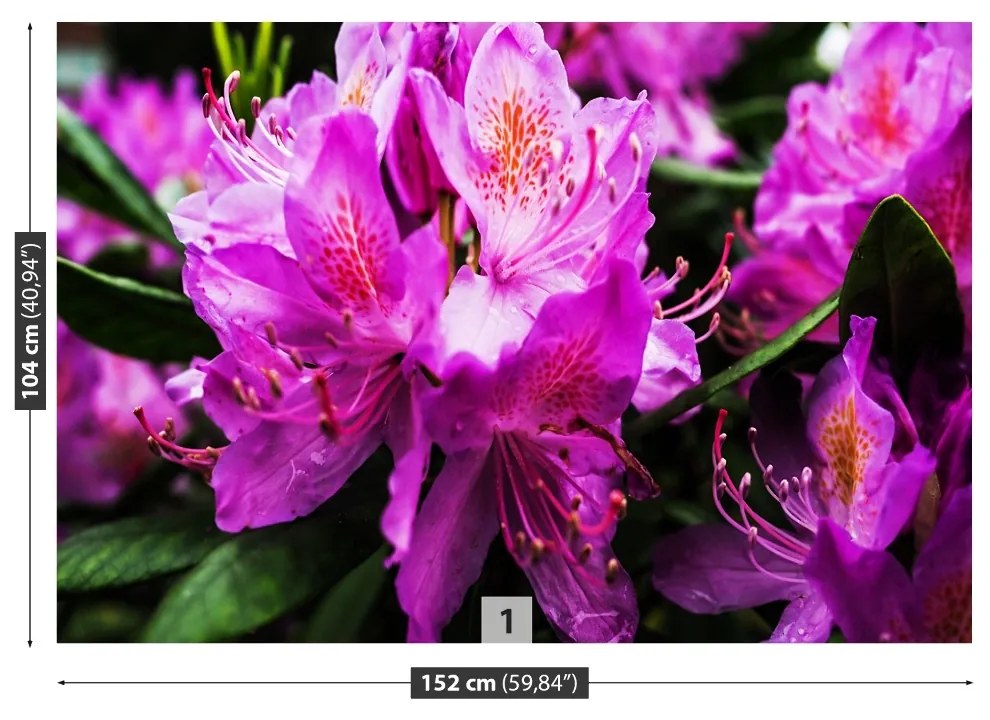 Fototapeta Vliesová Fialové kvety 312x219 cm