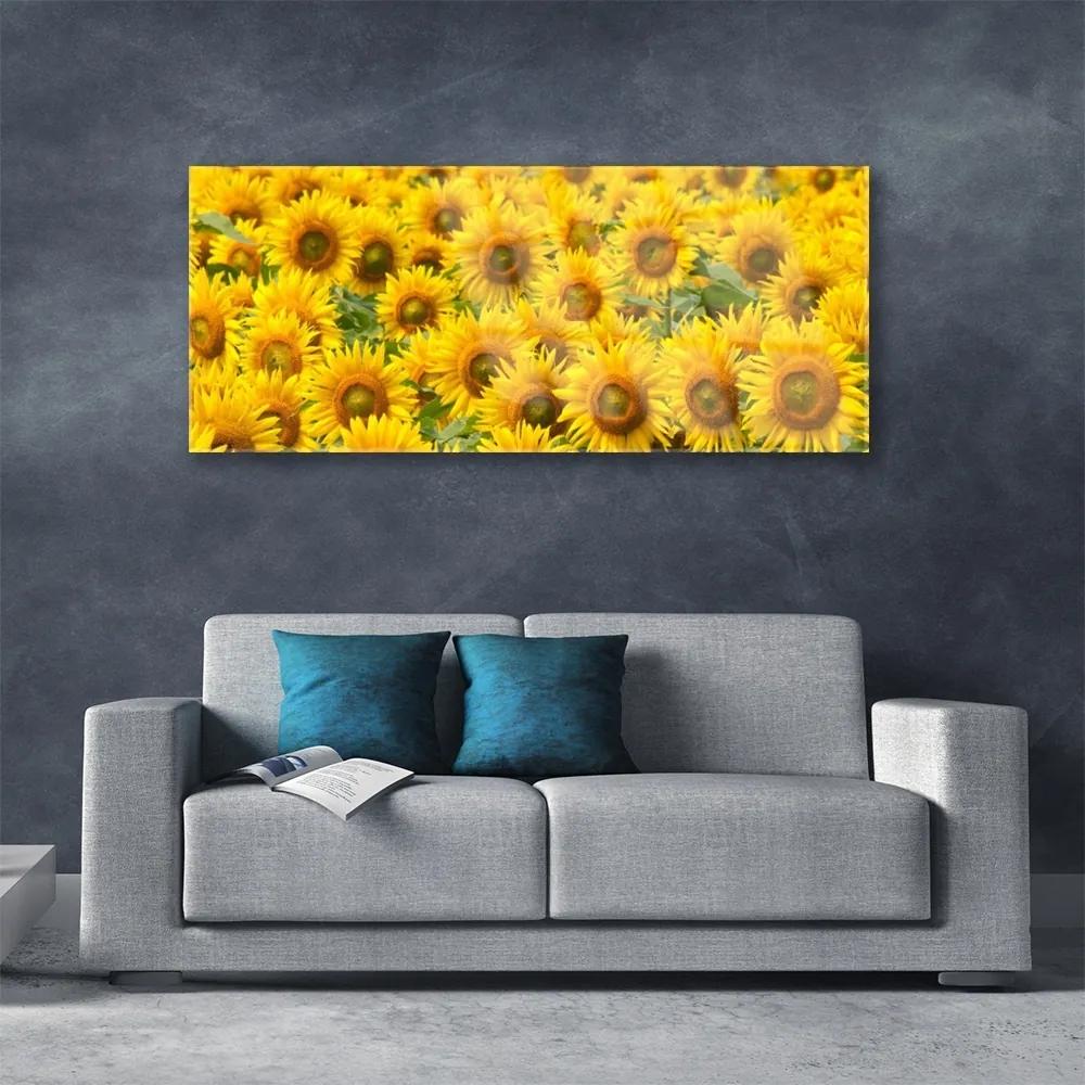 Obraz na akrylátovom skle Slunecznice rastlina 125x50 cm