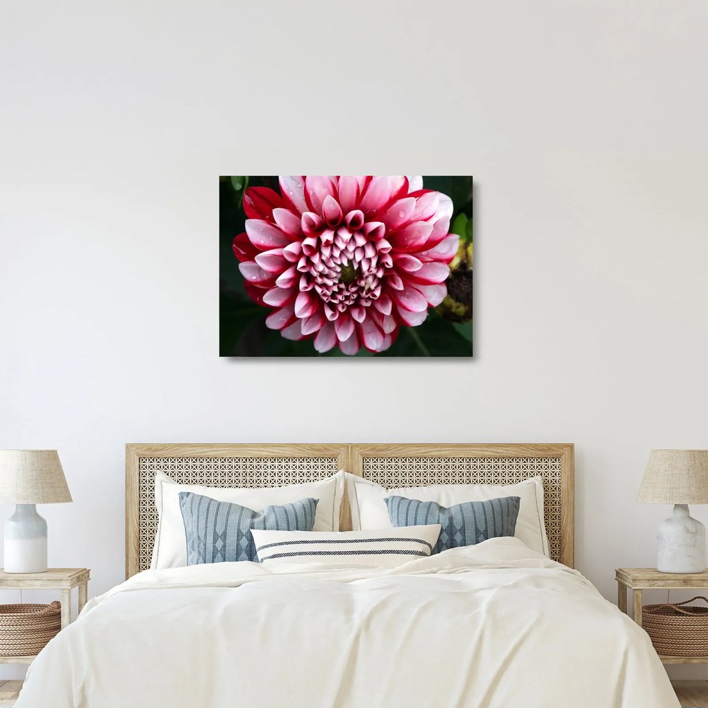Sklenený obraz ružovej Dahlie (70x50 cm)