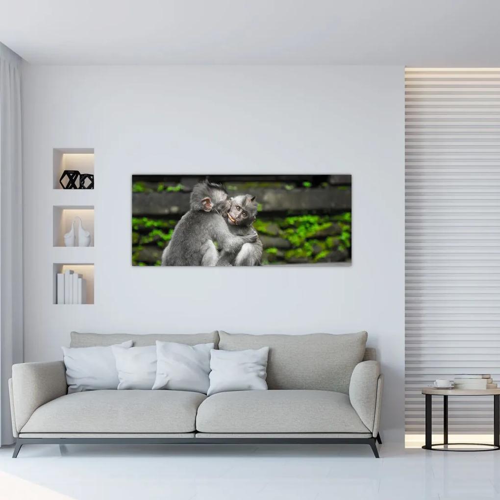 Obraz - opičky (120x50 cm)