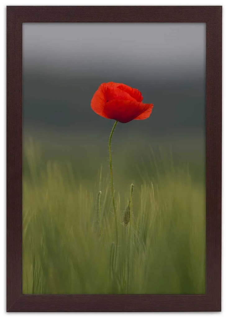 Gario Plagát Mak na poli Farba rámu: Bez rámu, Rozmery: 40 x 60 cm