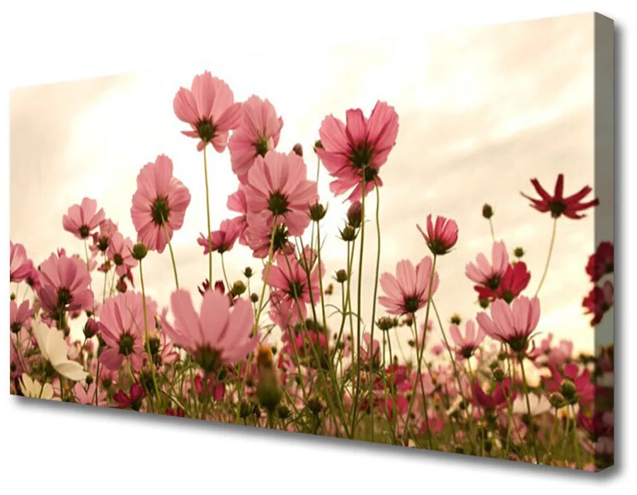 Obraz Canvas Poľné kvety lúka príroda 100x50 cm