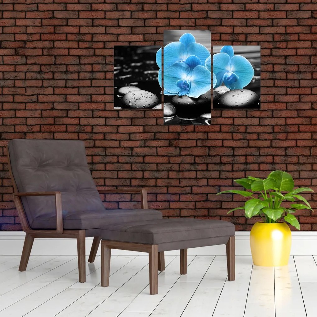 Obraz - Modrá orchidea (90x60 cm)