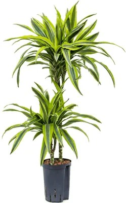 Dracaena fragrans "Lemon Lime" 45-15 Pots. 15/19 výška 90 cm