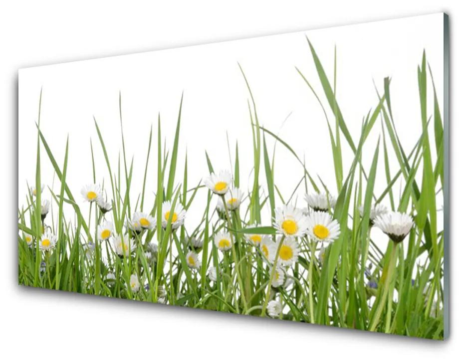 Obraz na akrylátovom skle Tráva sedmokrásky príroda 140x70 cm