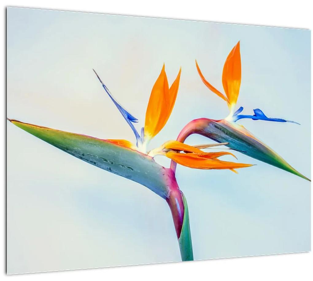 Obraz kvetu Strelícia (70x50 cm)