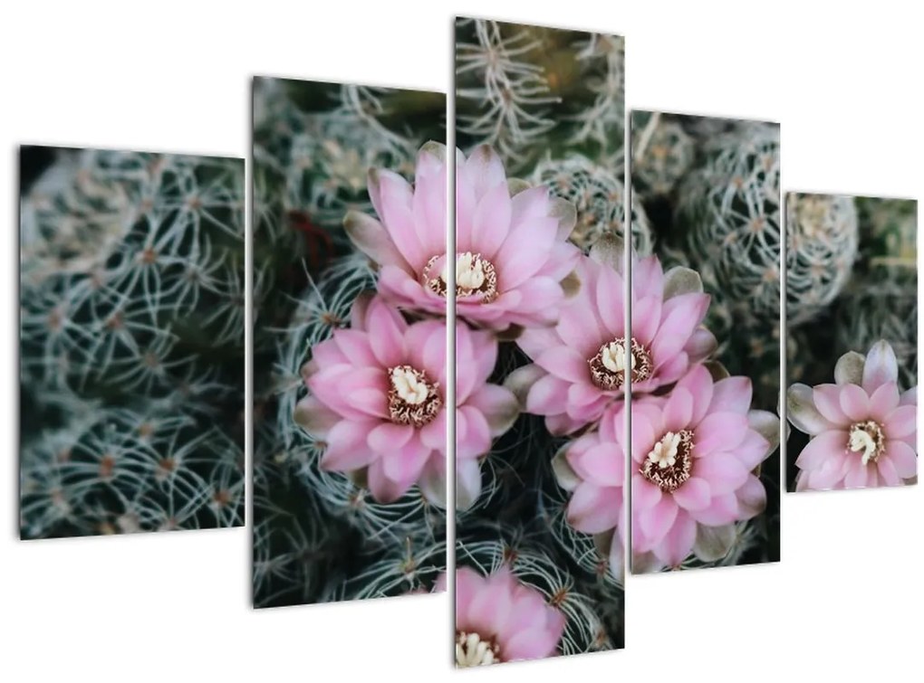 Obraz kvet kaktusu (150x105 cm)