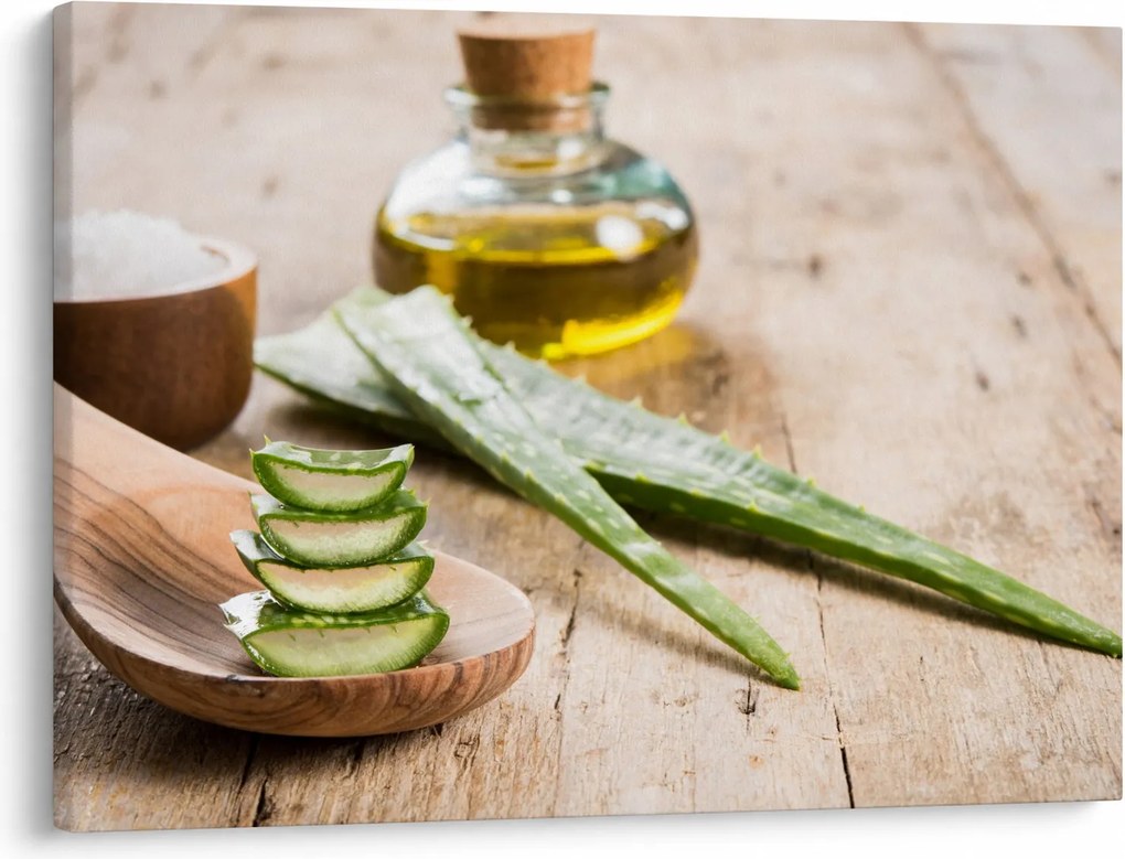 Obraz - Aloe vera (70x50 cm)
