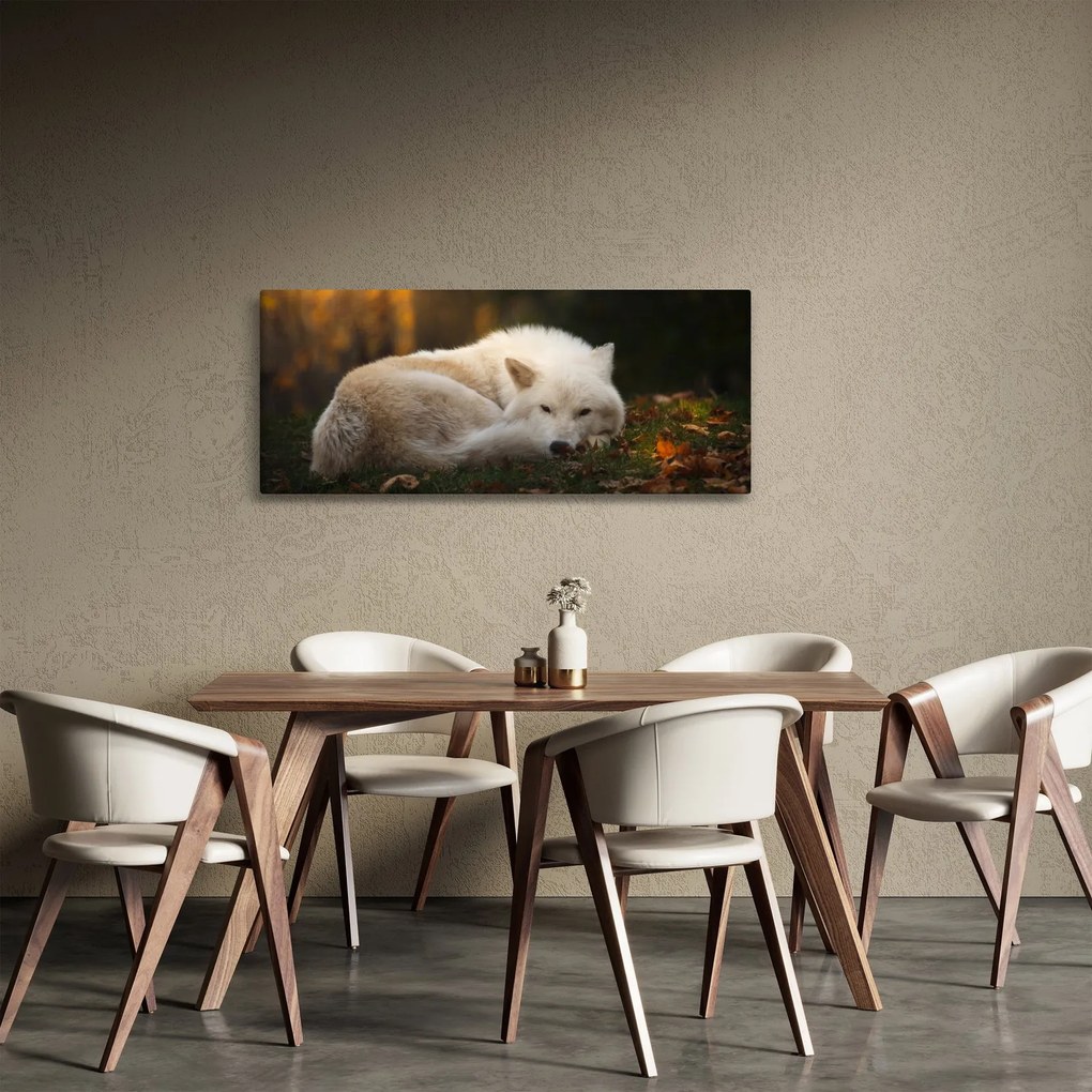 Obraz - Odpočívajúci vlk (120x50 cm)