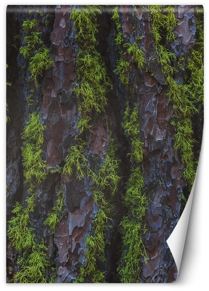 Fototapeta, Textura dřevěné kůry - 150x210 cm