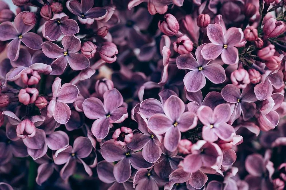 Samolepiaca fototapeta fialové kvety orgovánu - 225x150