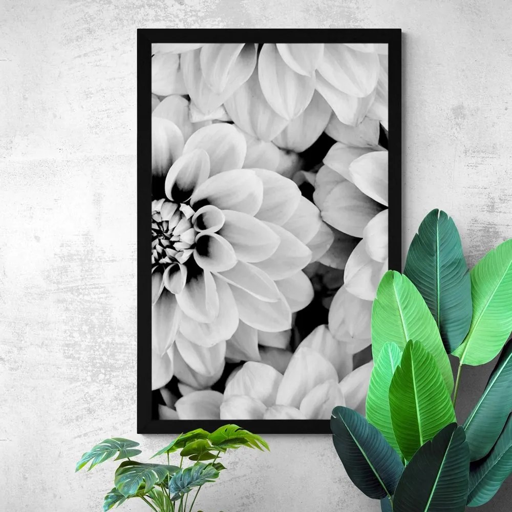 Plagát kvety dálie v čiernobielom prevedení - 60x90 silver