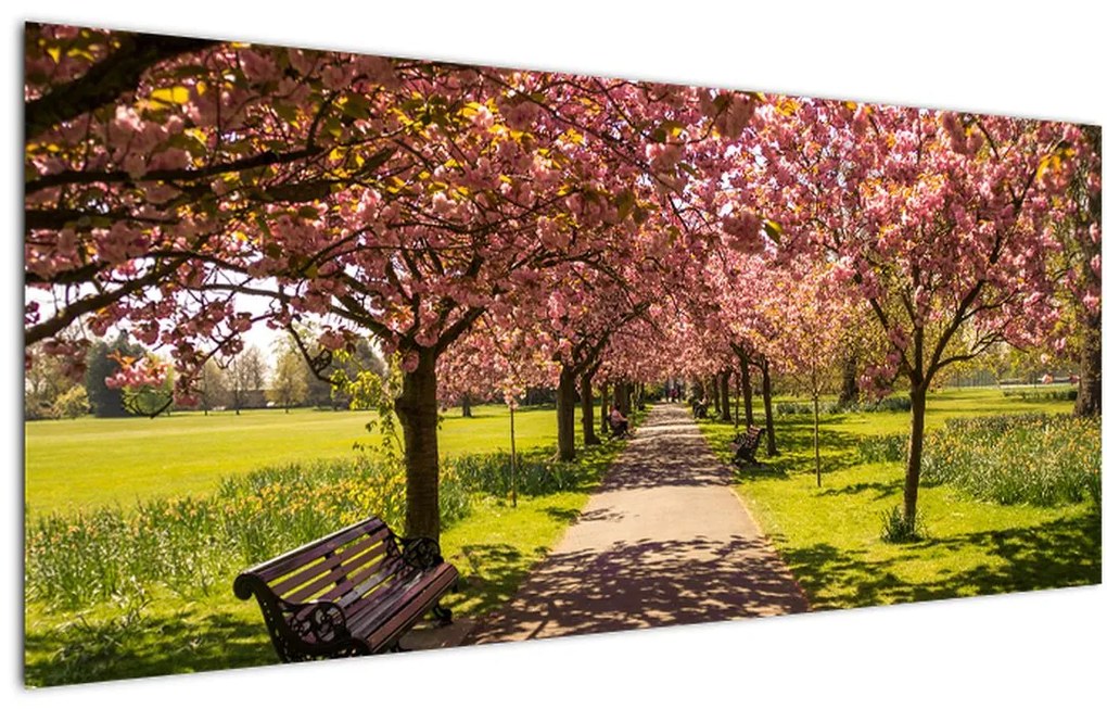 Obraz - sad čerešní (120x50 cm)