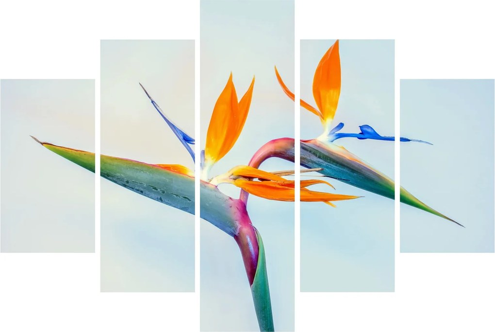 Obraz kvetu Strelícia (150x105 cm)